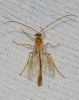 Enicospilus sp.