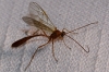 Enicospilus sp.