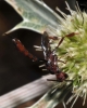 Gasteruption hastator (Fabricius 1804)
