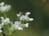 Gasteruption sp. Gasteruption sp.