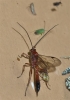 Ichneumonidae