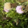 Leucospis cf. gigas