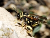 Leucospis gigas