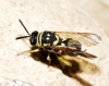 Leucospis gigas