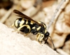 Leucospis gigas