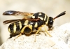 Leucospis gigas