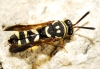 Leucospis gigas