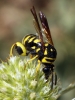 Leucospis gigas Fabricius, 1793