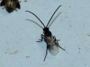 Microgastrinae