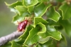 Plagiotrochus quercusilicis (agalla)