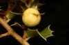 Plagiotrochus quercusilicis (agalla)