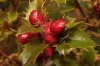 Plagiotrochus quercusilicis (agallas)