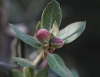 Plagiotrochus quercusilicis (agallas)