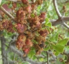Plagiotrochus quercusilicis (agallas, sex)