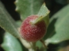 Plagiotrochus quercusilicis
