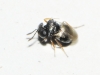 Scelionidae 1d2 Scelionidae 1d2