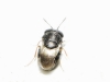 Scelionidae 2d2 Scelionidae 2d2