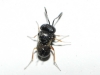 Scelionidae Scelionidae