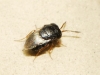 Scelionidae