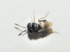 Scelionidae Scelionidae