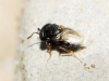 Scelionidae?