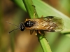 Athalia spec.