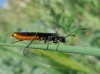 Calameuta (Calameuta) pygmaea (Poda, 1761)