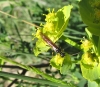 Cephus sp.