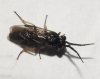 Cladius (Cladius) pectinicornis (GEOFFROY, 1785) s.l.