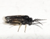 Cladius (Cladius) pectinicornis (GEOFFROY, 1785) s.l.