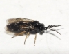 Cladius (Cladius) pectinicornis (GEOFFROY, 1785) s.l.