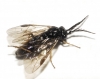 Cladius (Cladius) pectinicornis (GEOFFROY, 1785) s.l.