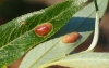 Euura (Pontania) proxima 1/2