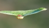Euura (Pontania) proxima 2/2
