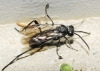 Macrophya (Macrophya) annulata (Geoffroy 1785)