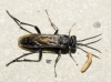 Macrophya (Macrophya) annulata (Geoffroy 1785)