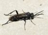 Macrophya (Macrophya) annulata (Geoffroy 1785)