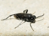Macrophya (Macrophya) annulata (Geoffroy 1785)