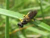 Macrophya (Macrophya) montana (Scopoli 1763)