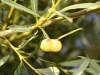 Pontamia viminea