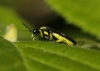 Rhogogaster (Cytisogaster) sp.