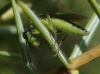 Rhogogaster (Cytisogaster) spec.