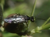 Rhogogaster (Cytisogaster) spec.