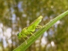 Rhogogaster (Rhogogaster) spec.