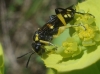 Tenthredinidae 1/2 Tenthredinidae 1/2