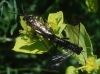Tenthredinidae Tenthredinidae