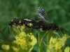 Tenthredinidae 3/4 Tenthredinidae 3/4