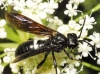 Tenthredinidae Tenthredinidae