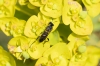Tenthredinidae a determinar Tenthredinidae a determinar
