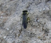 Tenthredininae Tenthredininae